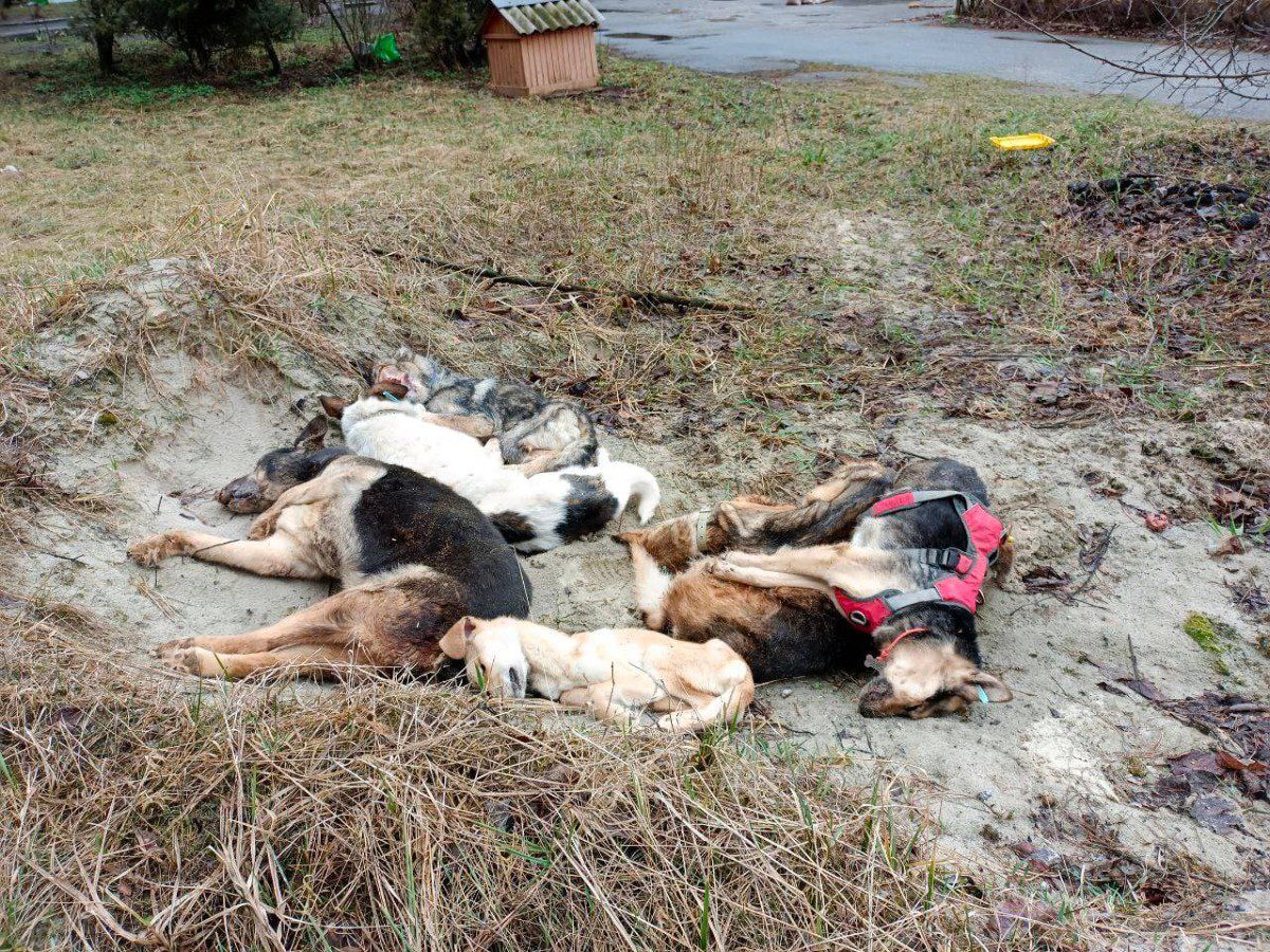 Mueren De Hambre Perros En Refugio De Ucrania Video Punto Cr Tico