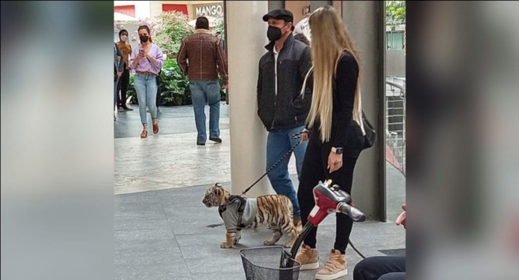 Pasea mujer un tigre por Antara.