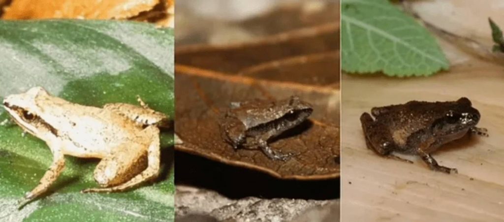 Seis nuevas especies de ranas del tamaño de una uña han sido descubiertas en los bosques de México, y una de ellas se ganó la distinción de la rana más pequeña de México.